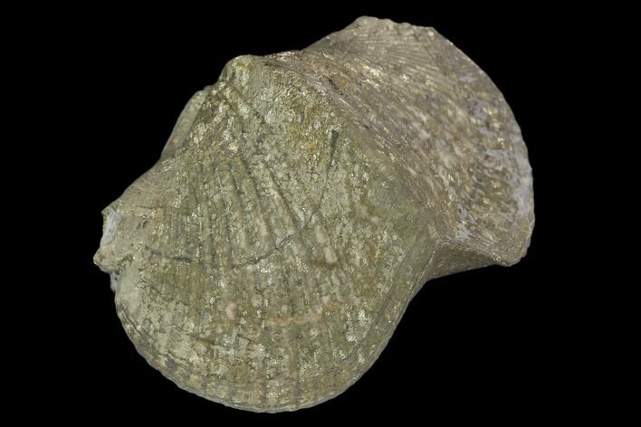Pyrite Replaced Brachiopod (Paraspirifer) - Ohio #130274